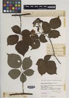 Holotype of Rubus carnkiefensis Rilstone [family ROSACEAE]