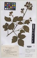 Syntype of Rubus criniger (E.F.Linton) W.M.Rogers [family ROSACEAE]