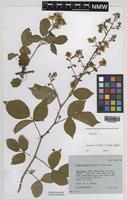 Isotype of Rubus daltrii Edees & Rilstone [family ROSACEAE]