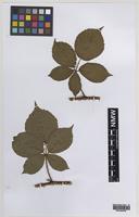Paratype of Rubus daltrii Edees & Rilstone [family ROSACEAE]