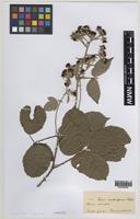 Paratype of Rubus carnkiefensis Rilstone [family ROSACEAE]