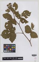 Isolectotype of Rubus durotrigum R.P.Murray [family ROSACEAE]