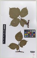 Isotype of Rubus erythrops Edees & A.Newton [family ROSACEAE]