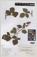 Syntype of Rubus fuscicortex Sudre [family ROSACEAE]