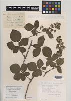 Isoparatype of Rubus fuscoviridis Rilstone [family ROSACEAE]