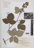 Isolectotype of Rubus herefordensis Sudre [family ROSACEAE]