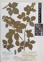 Syntype of Rubus hesperius W.M.Rogers [family ROSACEAE]