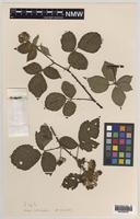 Isolectotype of Rubus heterobelus Sudre [family ROSACEAE]