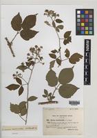 Isotype of Rubus iceniensis A.Newton & H.E.Weber [family ROSACEAE]