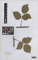 Paratype of Rubus informifolius Edees [family ROSACEAE]