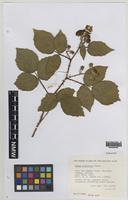 Paratype of Rubus infestior Edees [family ROSACEAE]