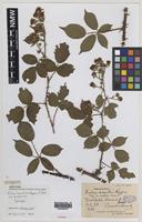 Syntype of Rubus lacustris W.M.Rogers [family ROSACEAE]
