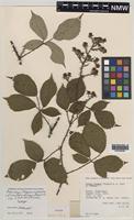 Syntype of Rubus longus (W.M.Rogers & Ley) A.Newton [family ROSACEAE]