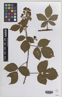 Isolectotype of Rubus melanocladus (Sudre) Ridd. [family ROSACEAE]