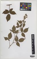 Paratype of Rubus merlinii A.Newton & M.Porter [family ROSACEAE]