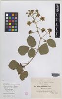 Isolectotype of Rubus mollissimus W.M.Rogers [family ROSACEAE]