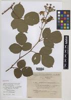 Isolectotype of Rubus mucronatiformis (Sudre) W.R.C.Watson [family ROSACEAE]