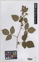 Isolectotype of Rubus murrayi Sudre [family ROSACEAE]