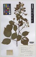 Paratype of Rubus norvicensis A.L.Bull & Edees [family ROSACEAE]