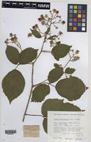 Paratype of Rubus norvicensis A.L.Bull & Edees [family ROSACEAE]