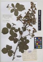 Isoparatype of Rubus ordovicum A.Newton [family ROSACEAE]