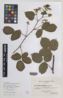 Isolectotype of Rubus oxyanchus Sudre [family ROSACEAE]