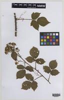 Paratype of Rubus painteri Edees [family ROSACEAE]