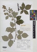 Paratype of Rubus percrispus D.E.Allen & R.D.Randall [family ROSACEAE]