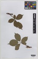 Isolectotype of Rubus phaeocarpus W.C.R.Watson [family ROSACEAE]