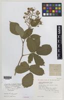 Paratype of Rubus proiectus A.Beek [family ROSACEAE]