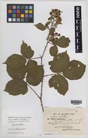 Isoparatype of Rubus rossensis A.Newton [family ROSACEAE]