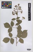 Paratype of Rubus turritus Edees [family ROSACEAE]