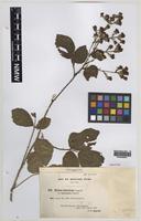 Paratype of Rubus varvicensis Edees [family ROSACEAE]