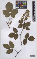 Paratype of Rubus varvicensis Edees [family ROSACEAE]
