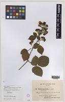 Isotype of Rubus rossensis A.Newton [family ROSACEAE]