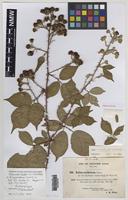 Isolectotype of Rubus rubritinctus W.C.R.Watson [family ROSACEAE]