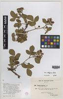 Syntype of Rubus subopacus Sudre [family ROSACEAE]