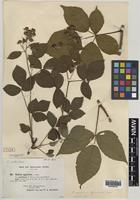 Isolectotype of Rubus trelleckensis Edees & A.Newton [family ROSACEAE]