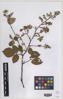 Isoparatype of Rubus varvicensis Edees [family ROSACEAE]