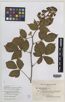 Isolectotype of Rubus wolley-dodii (Sudre) W.C.R.Watson [family ROSACEAE]
