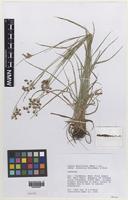 Isotype of Luzula multiflora (Ehrh.) Lej. subsp. hibernica Kirschner & Rich [family JUNCACEAE]