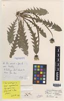 Isotype of Taraxacum richardsianum C.C.Haw. [family ASTERACEAE]