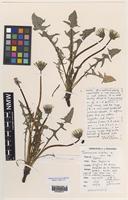 Holotype of Taraxacum nietoi A.J.Richards [family ASTERACEAE]