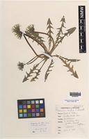 Isotype of Taraxacum berthae C.C.Haw in A.J.Richards & [family ASTERACEAE]