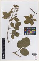 Isolectotype of Rubus adamsii Sudre [family ROSACEAE]