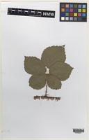Isotype of Rubus altiarcuatus W.C.Barton & Ridd. [family ROSACEAE]
