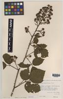 Paratype of Rubus anglofuscus Edees [family ROSACEAE]