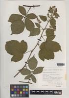 Paratype of Rubus proiectus A.Beek [family ROSACEAE]