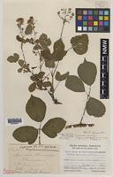 Paratype of Rubus aquarum A.Newton & M.Porter [family ROSACEAE]