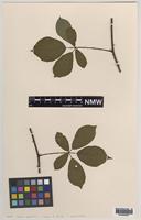 Paratype of Rubus aquarum A.Newton & M.Porter [family ROSACEAE]